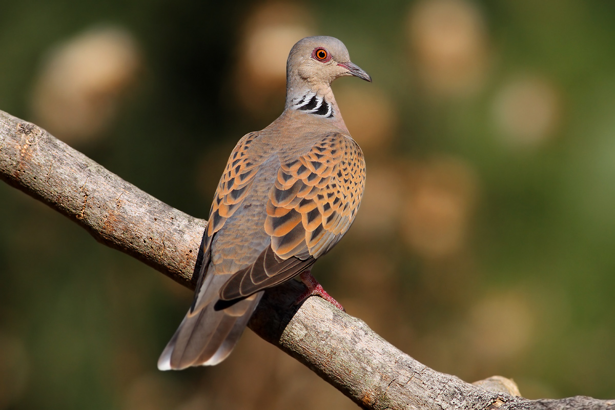 Turtledove