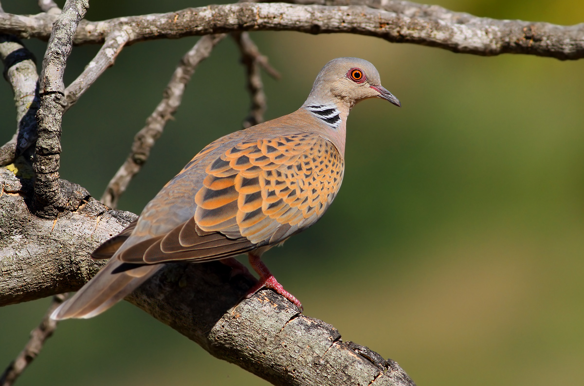 Turtle dove