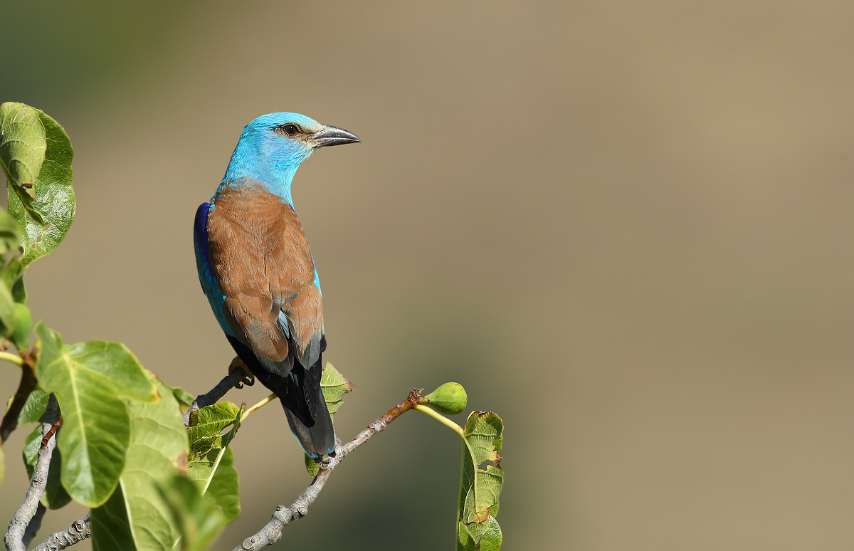 European roller