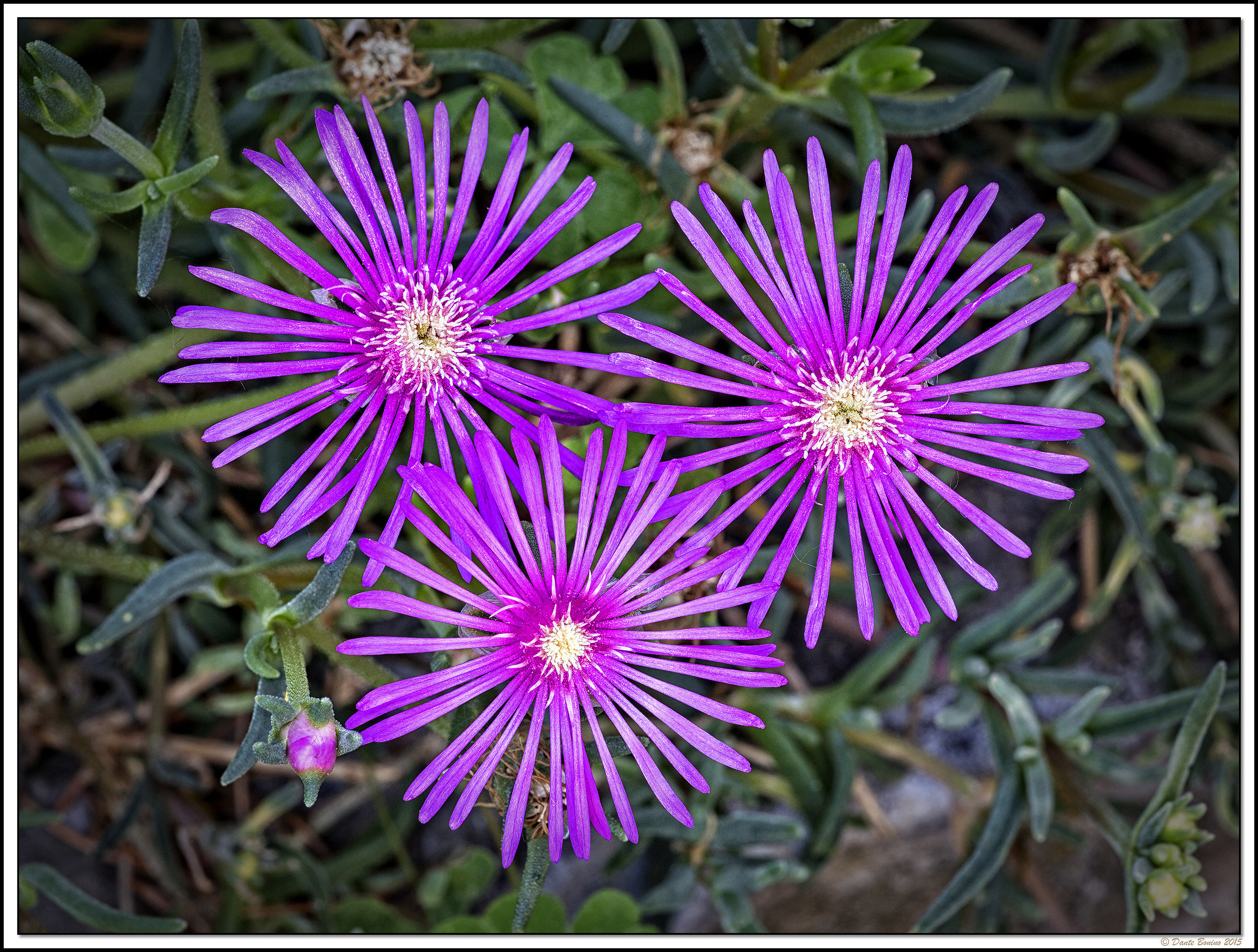 Delosperma cooperi