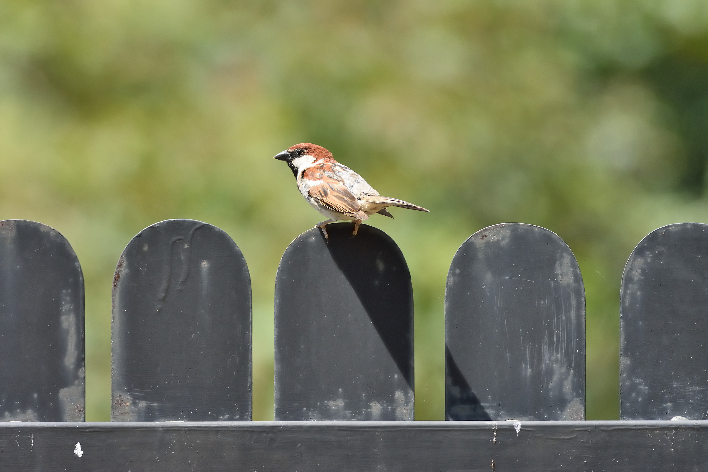 Sparrow to 12 meters