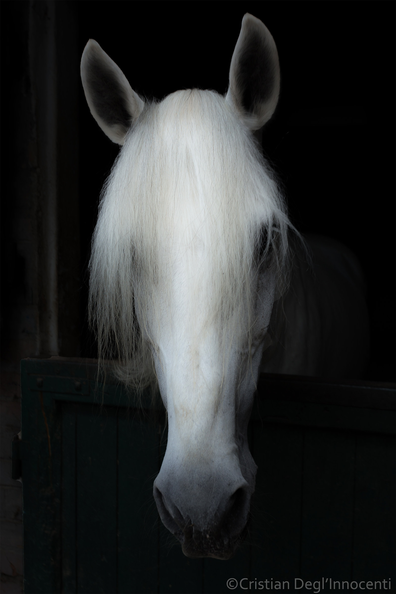 Born to Run - Born To Race
