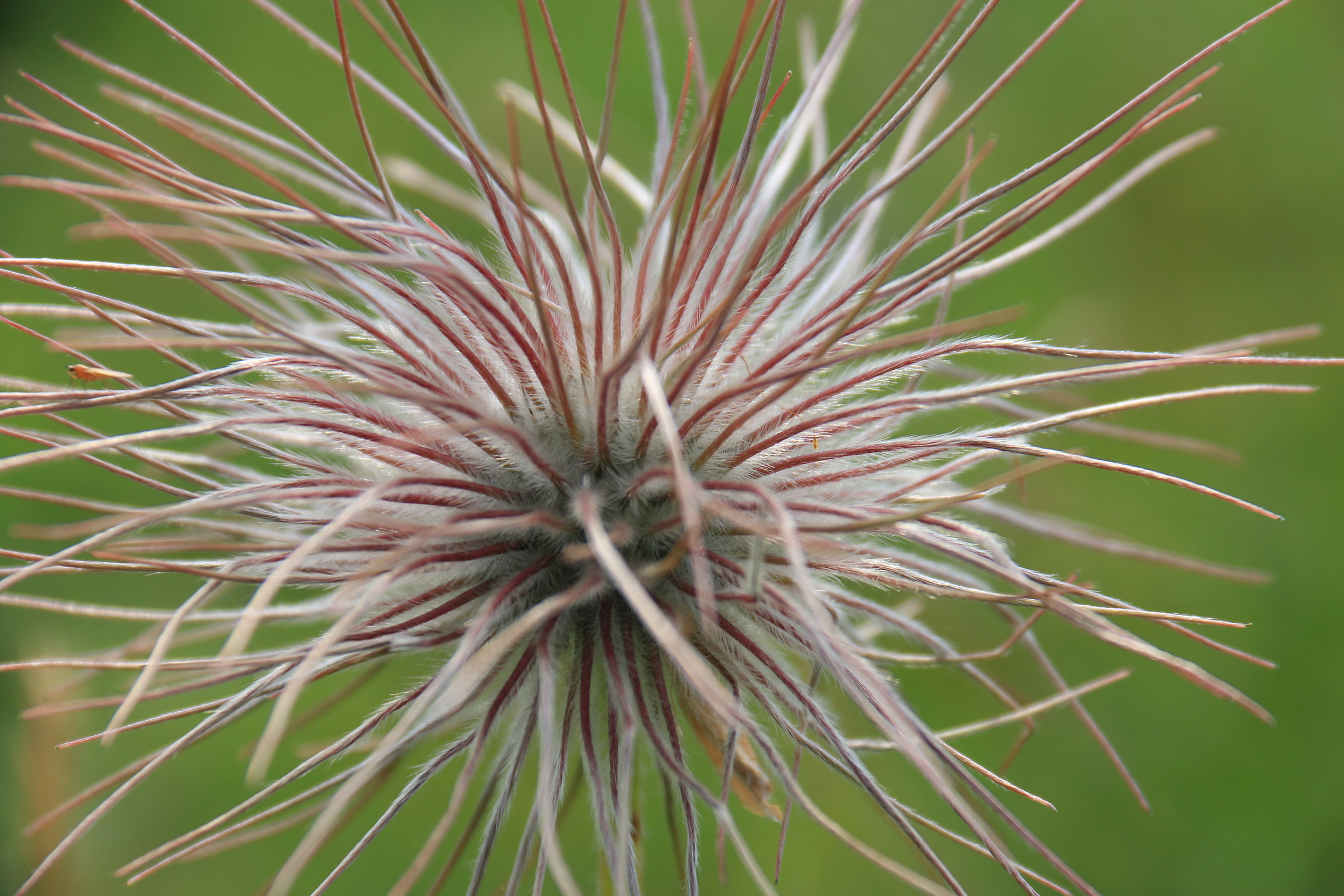infructescence pulsatilla alpina (Alpine anemone)