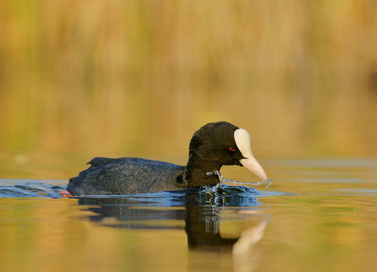 Coot at sunset