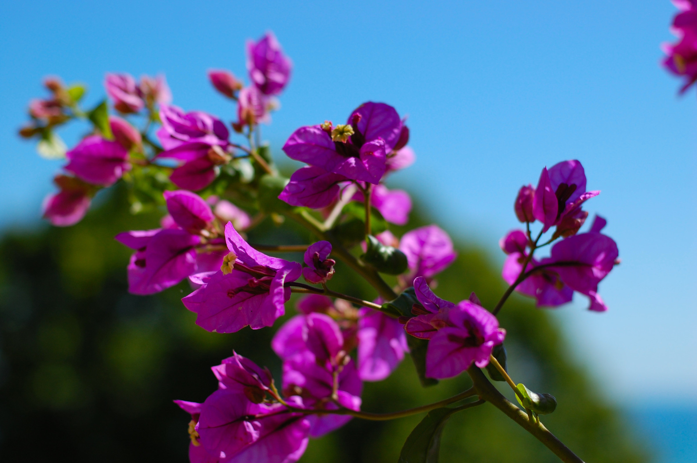 Bougainvillea