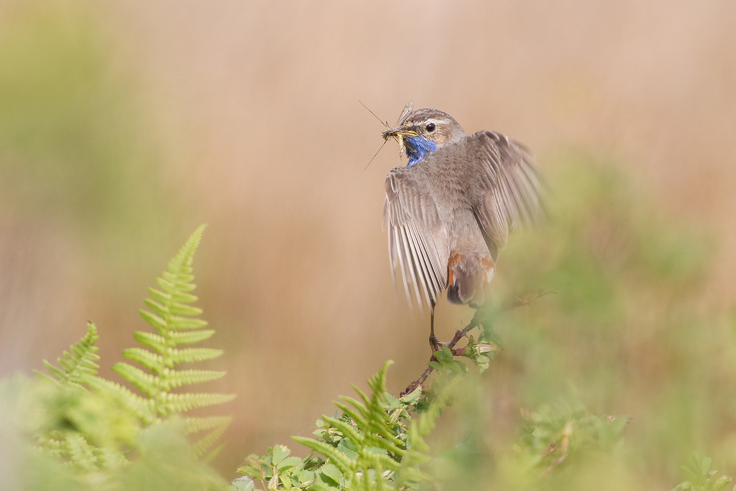 Pettazzurro spicca il volo