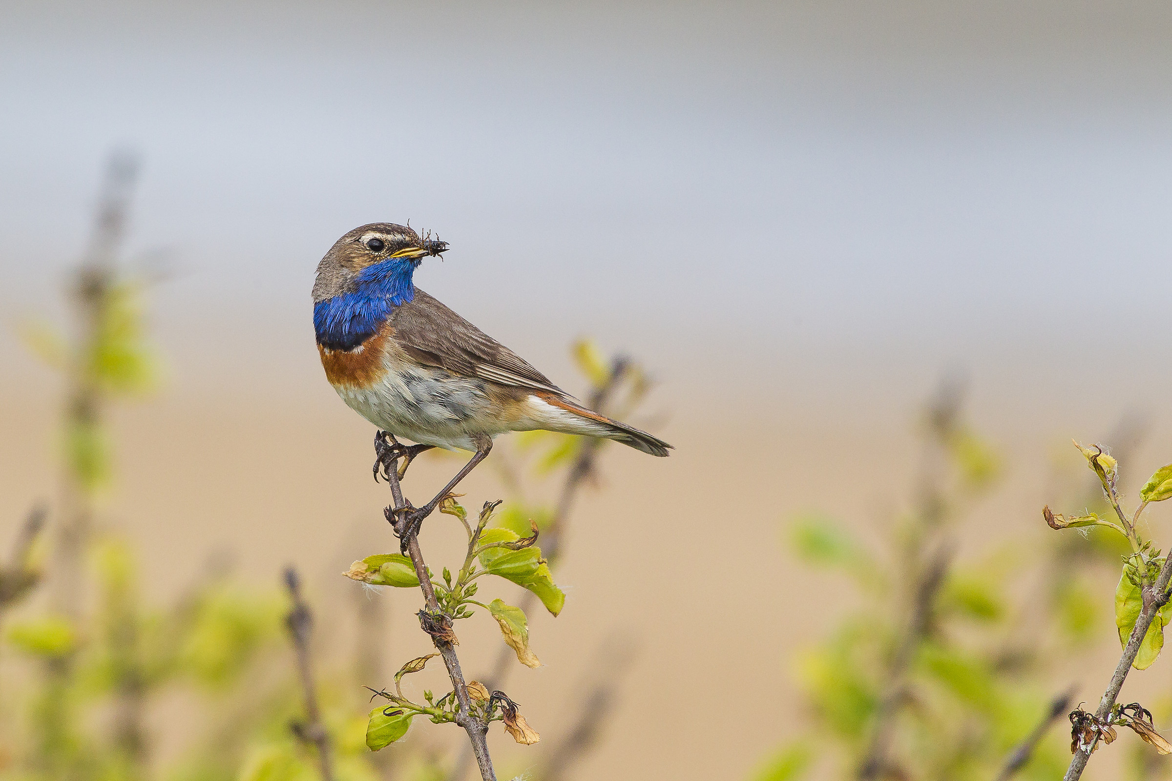 Bluethroat with a mouthful