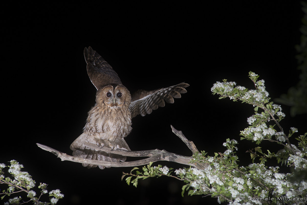 Tawny Owl