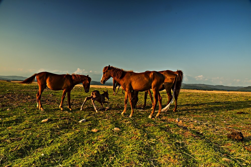 Circle of life.....New pony arrives as family welcomes