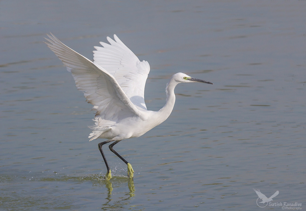 Little Egret.