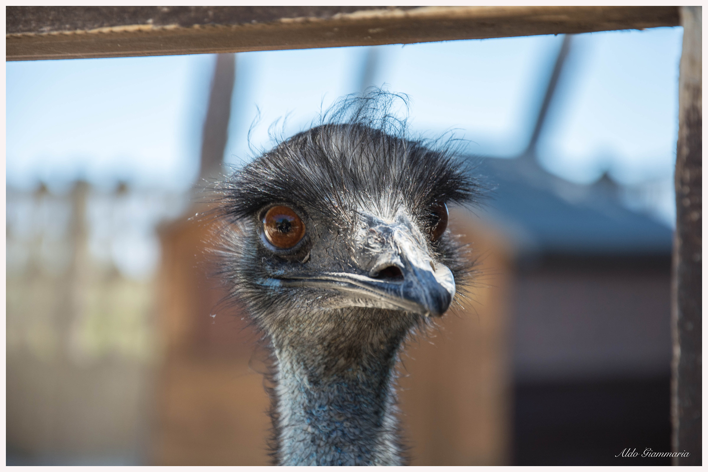 Emu