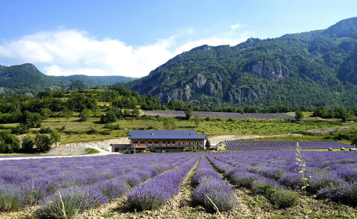 Valensole? ... No Demonte !!