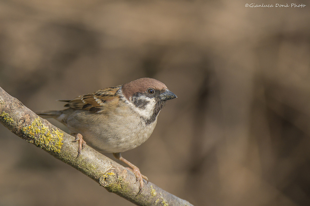Passer montanus L. 1758