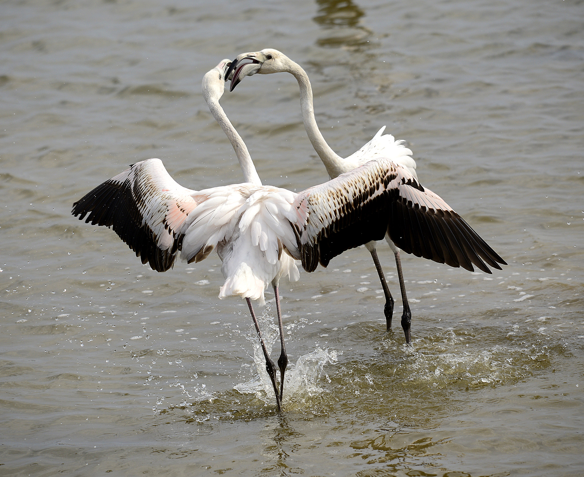 Scontro tra giovani.