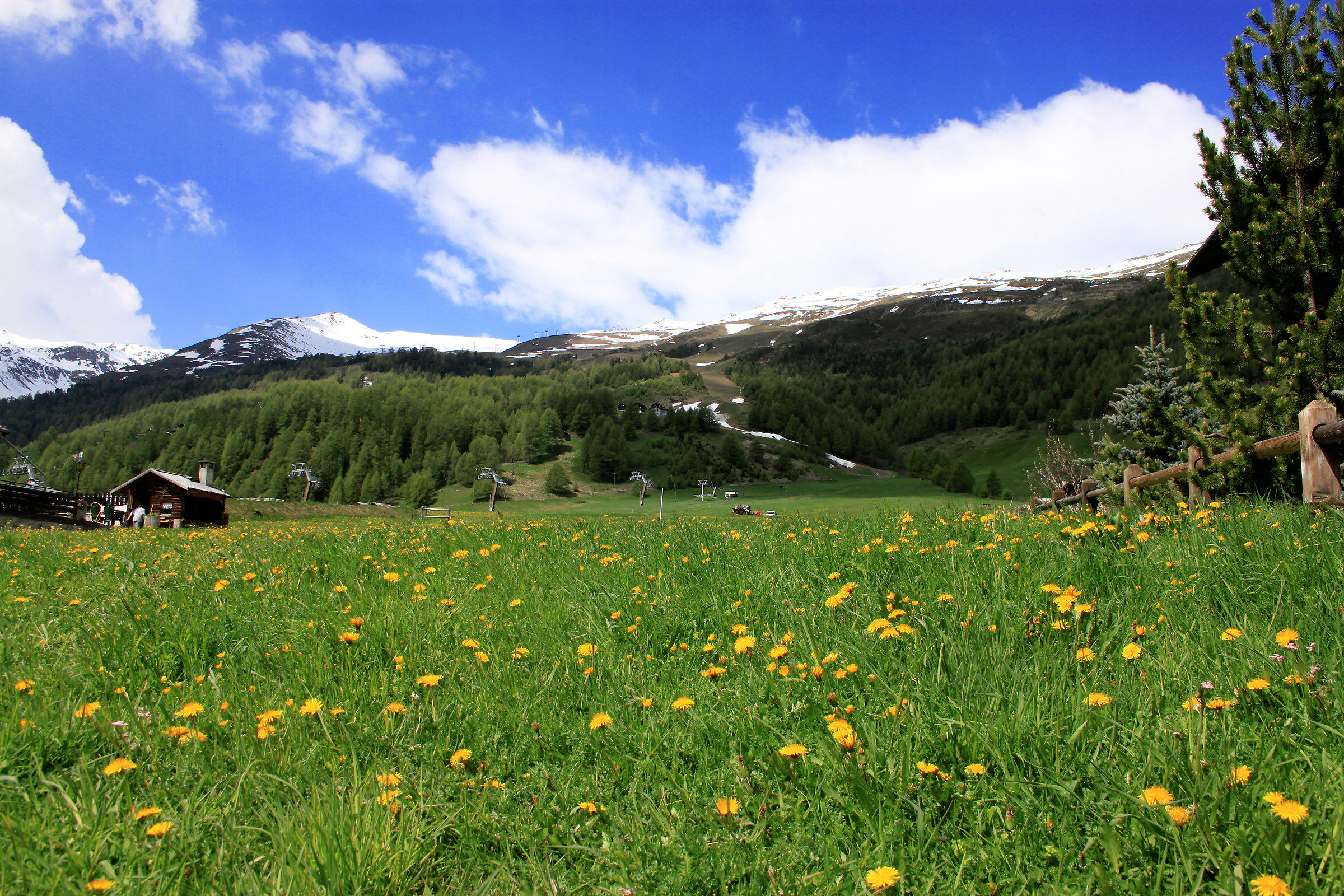 Flower meadow in Livigno