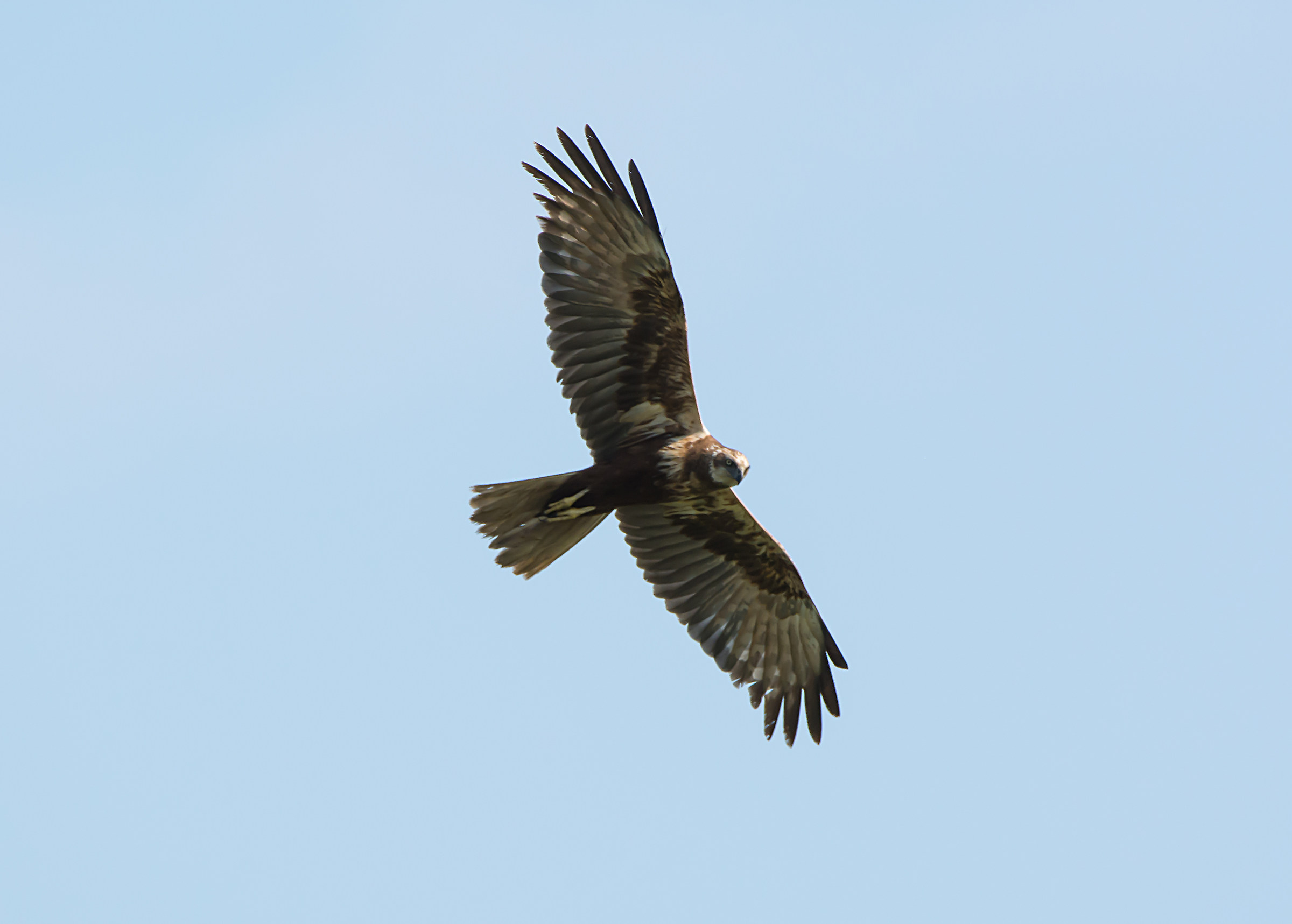 Falco di Palude in perlustrazione