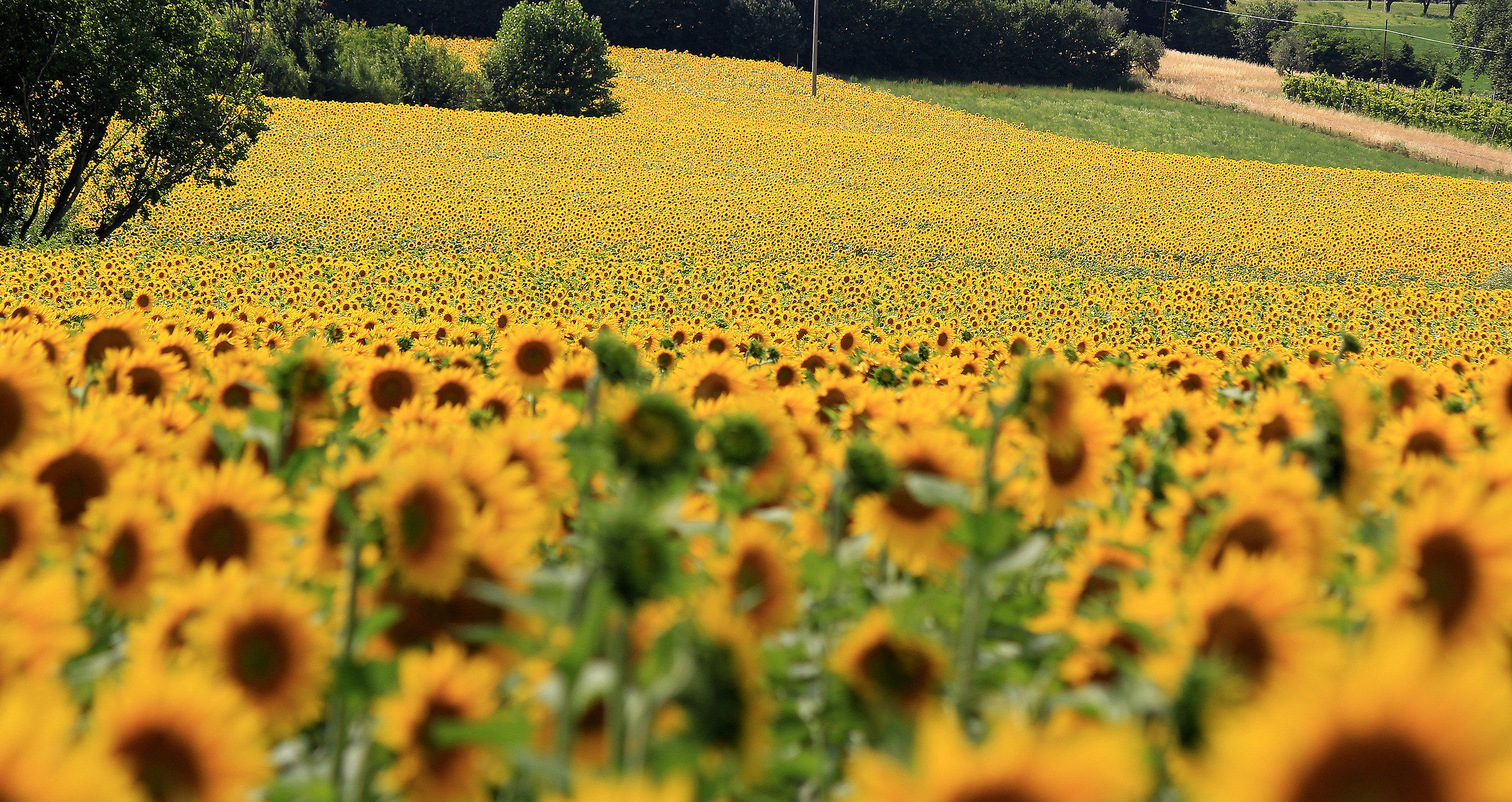 E guardano tutti verso il sole