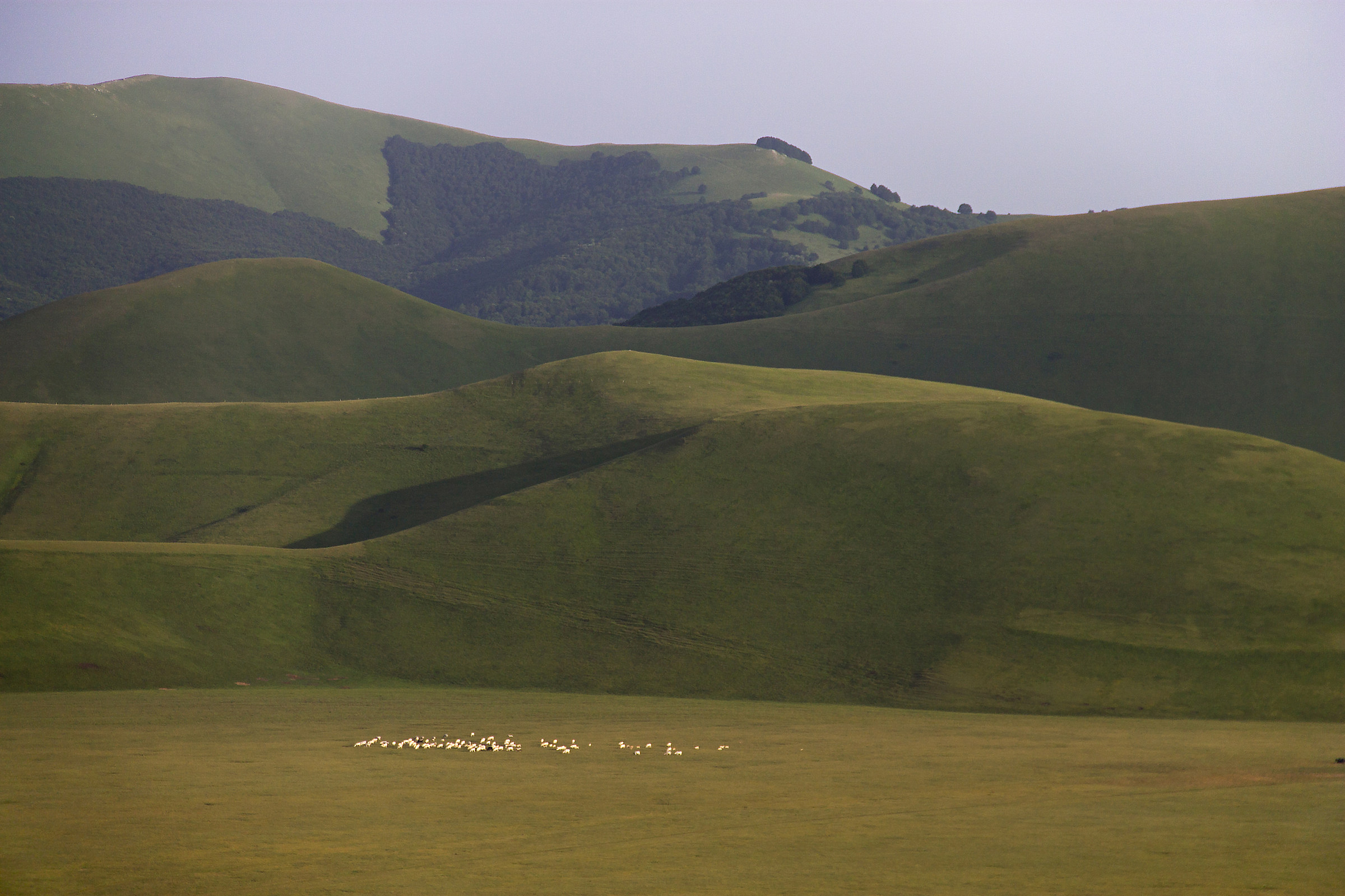 Pascoli lontani a Castelluccio