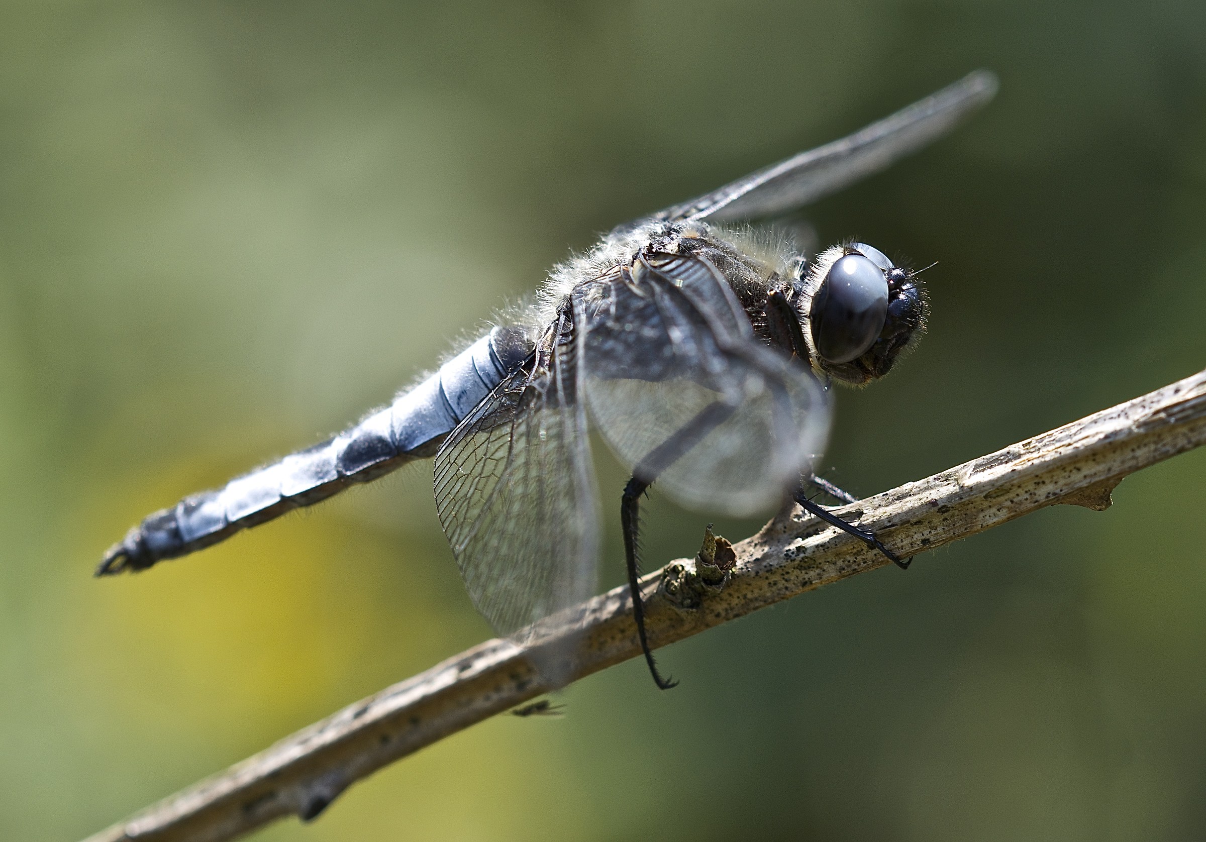 Blue dragonfly