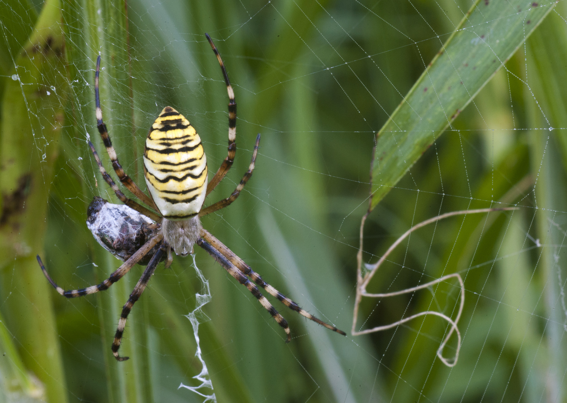 Argiope Bruennichi (o Ragno Vespa).
