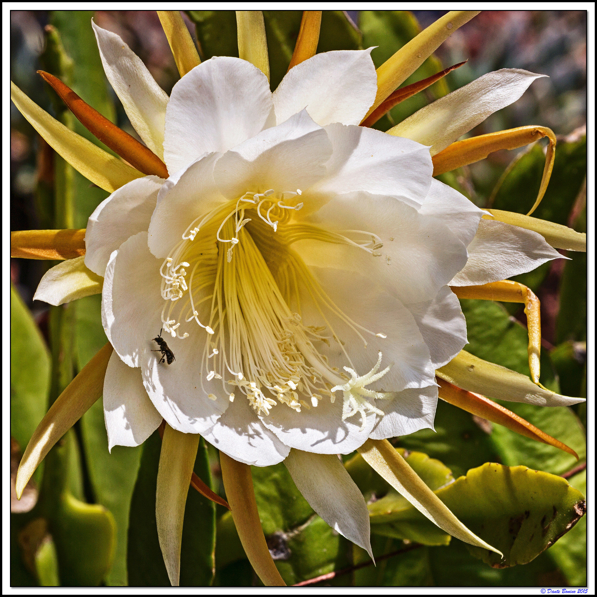 Epiphyllum hookeri