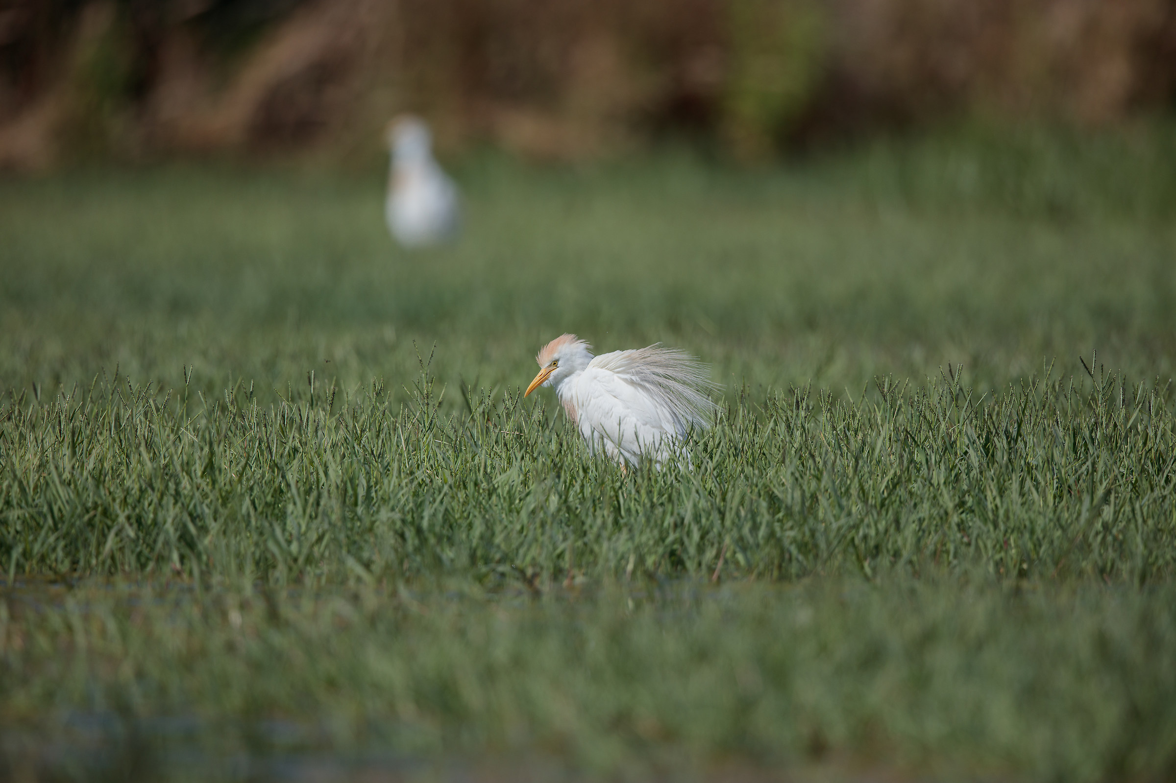 Guardabuoi ambientato