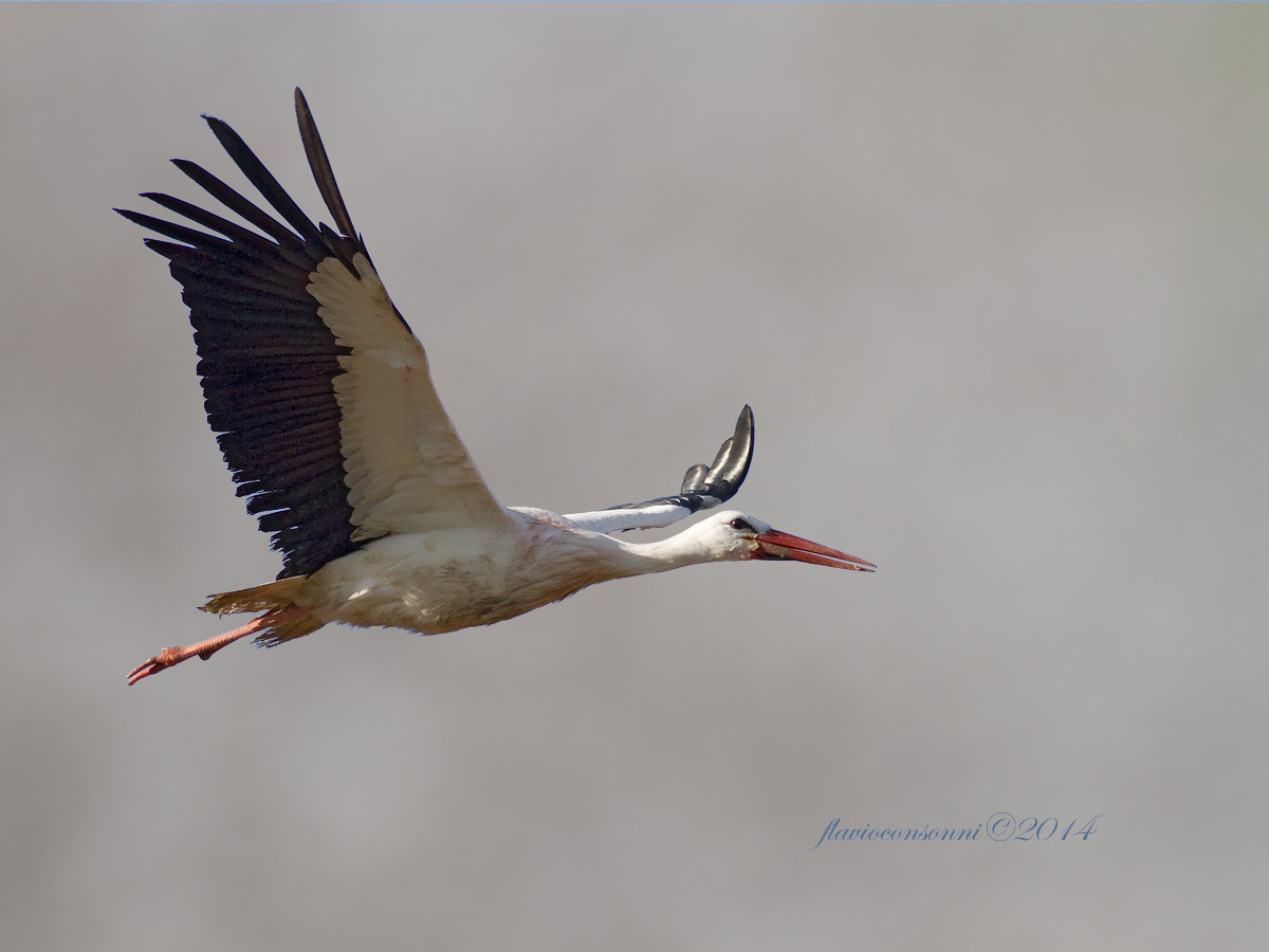 White Stork