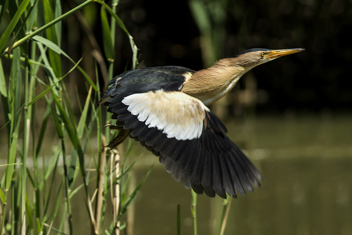 Male bittern