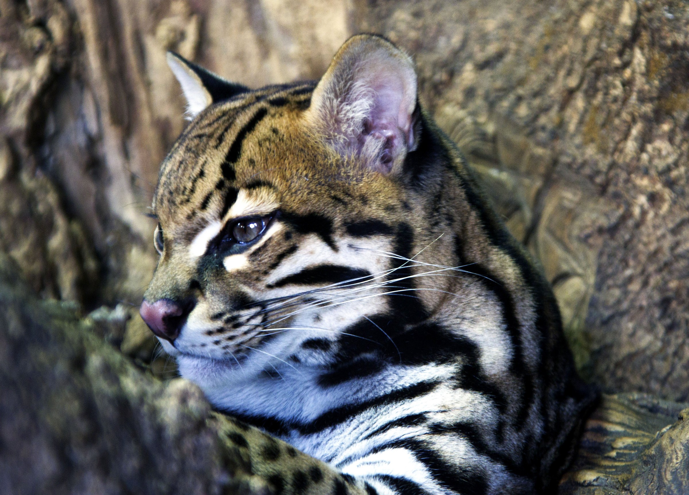 Ocelot