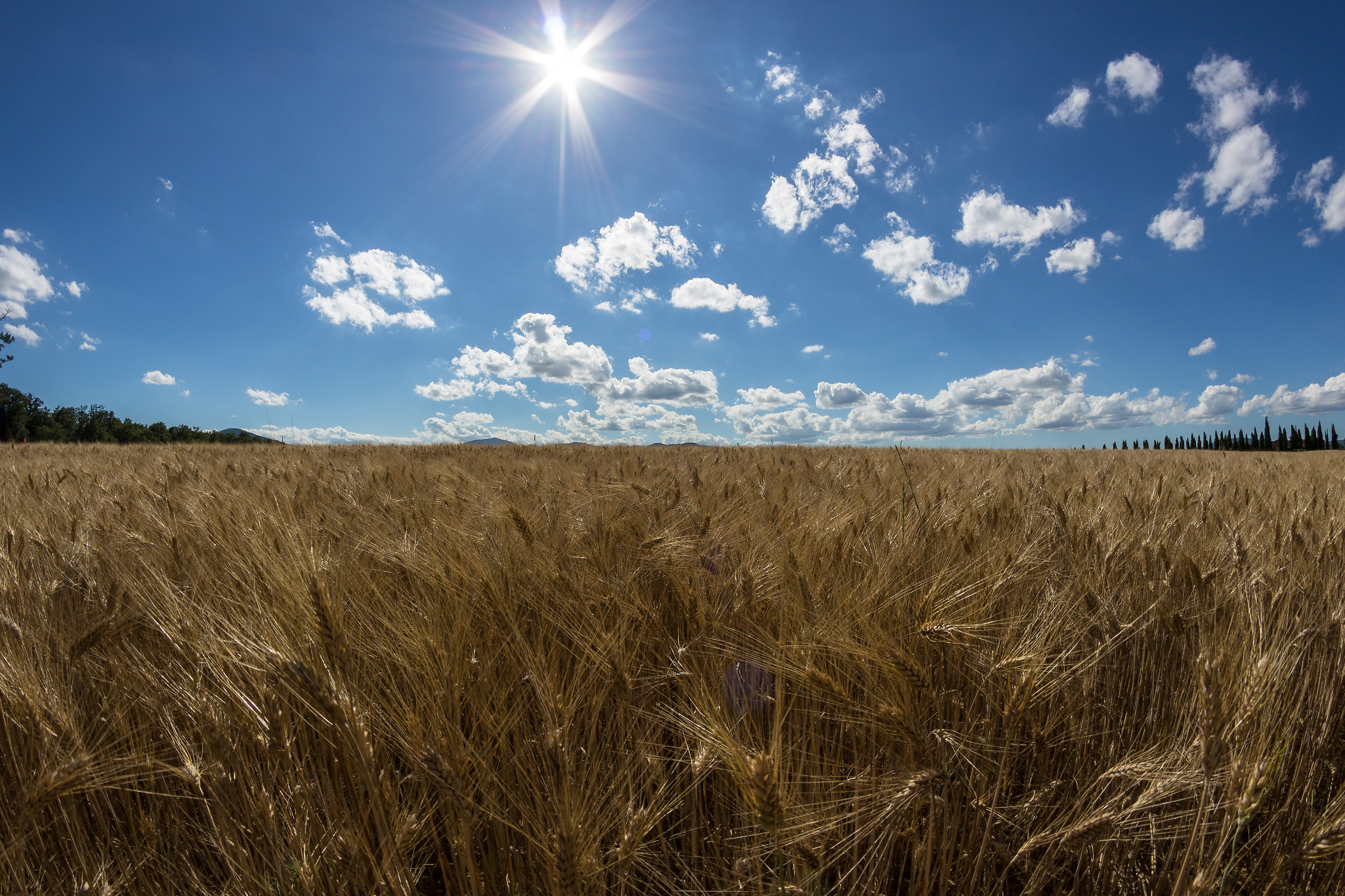 Campo di grano.. Intenso...