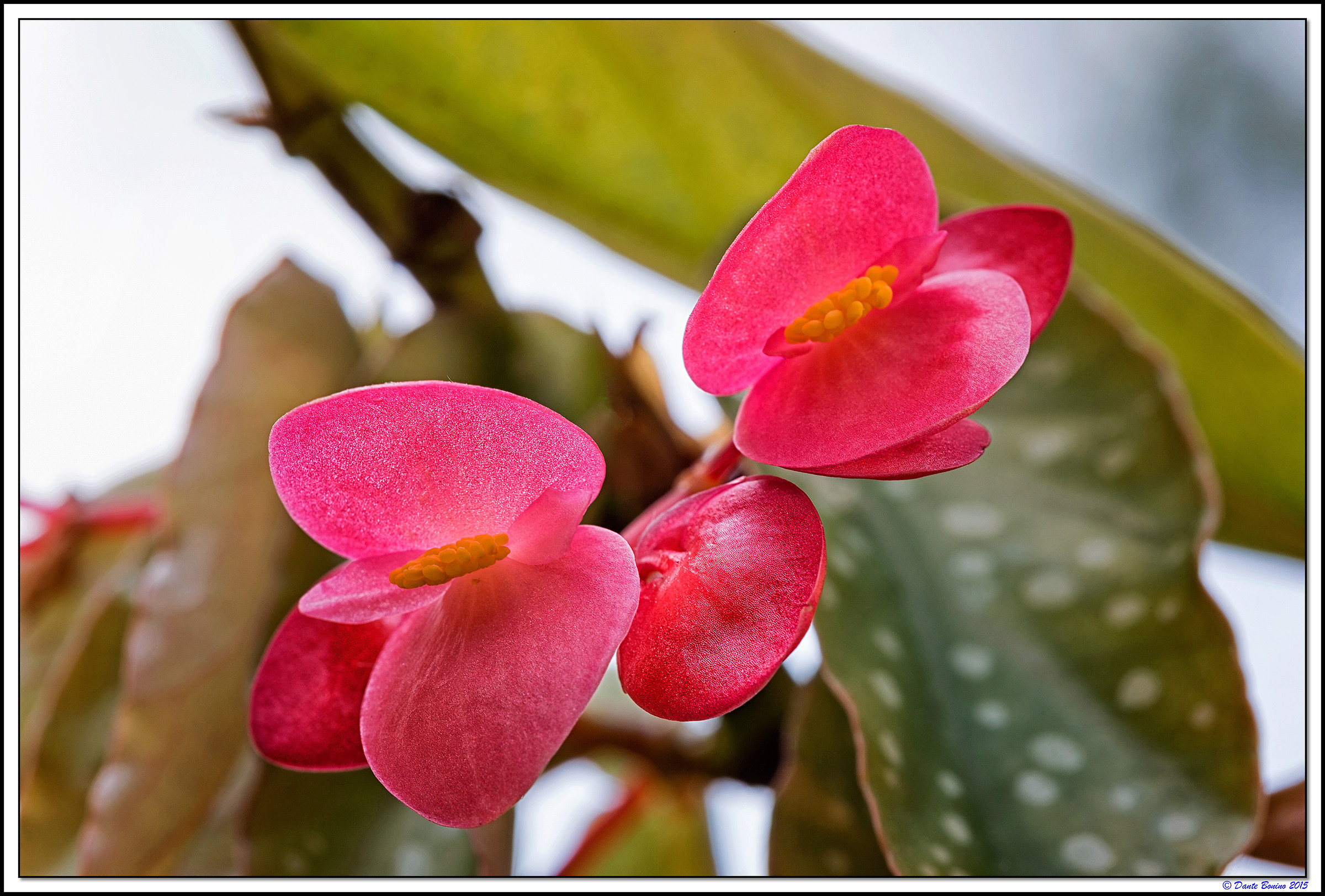 Begonia coccinea