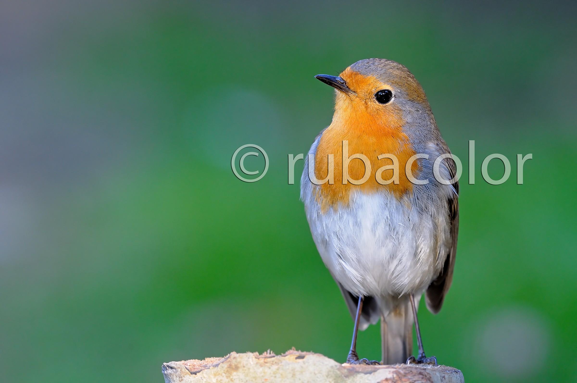 Un pettirosso sul verde