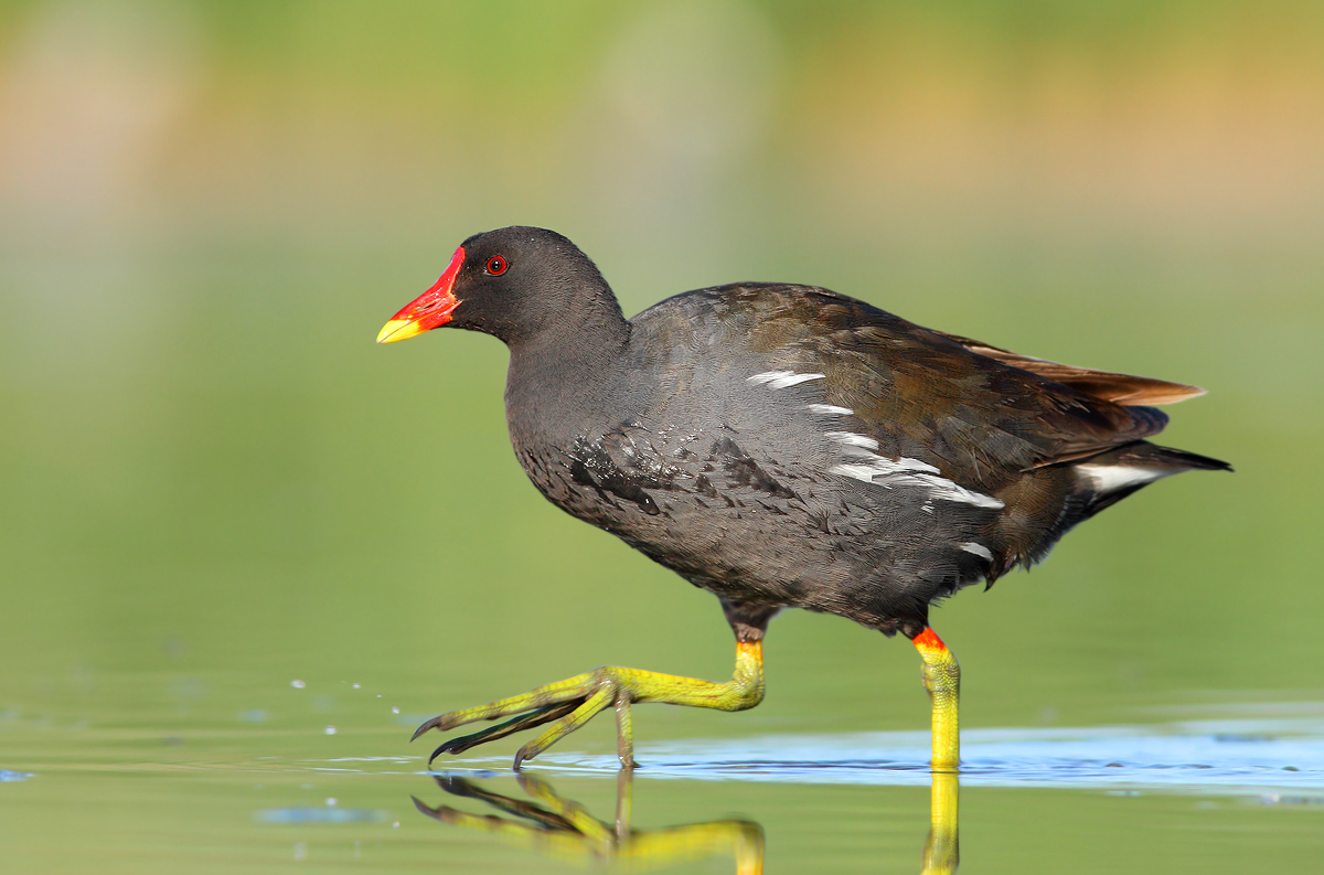 Moorhen