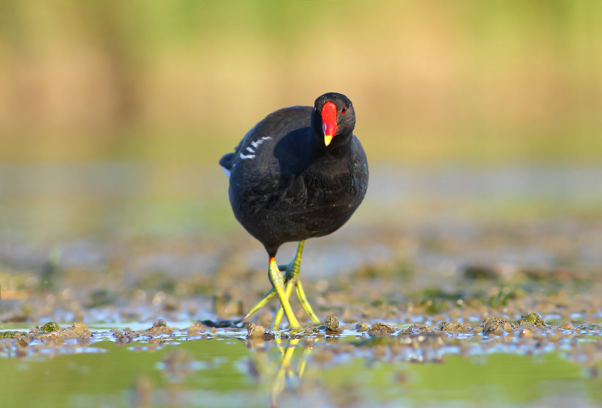 Moorhen