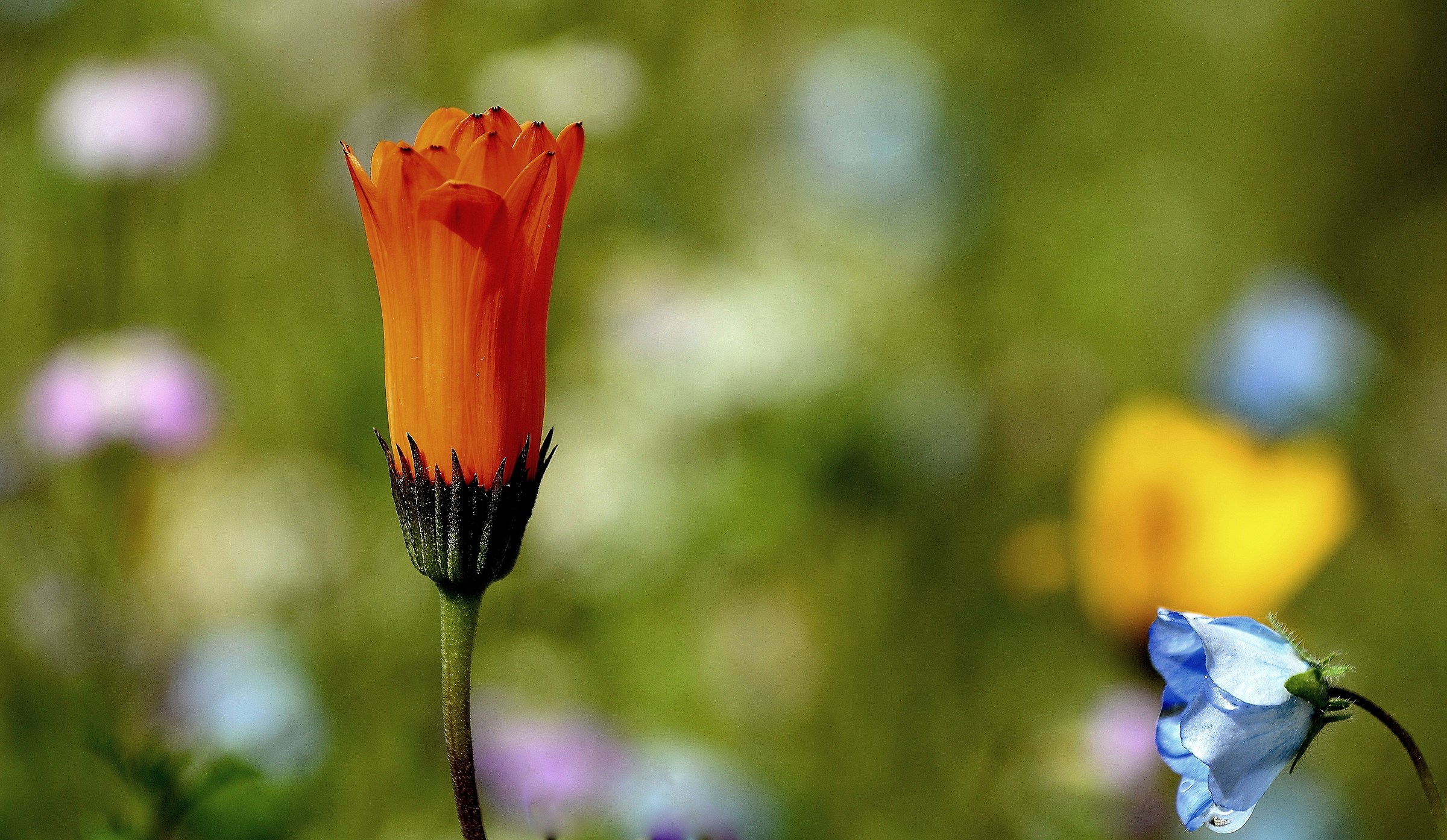 mi  inchino a sua Maestà........