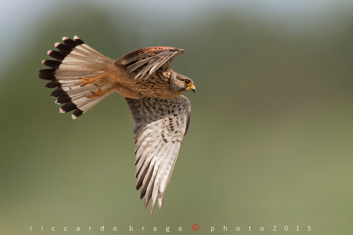Male kestrel in flight