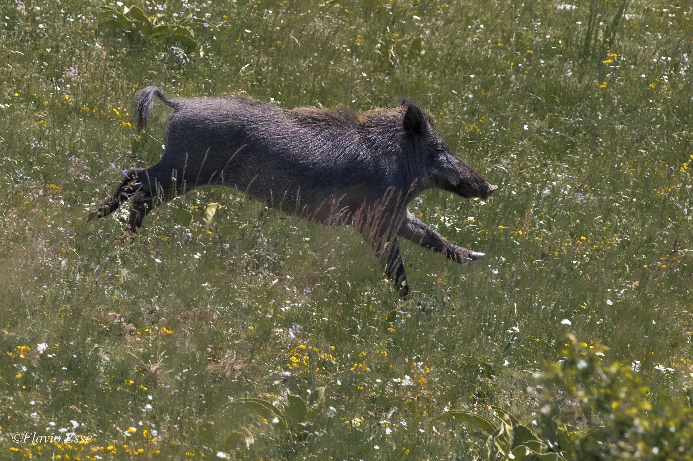 Fuga... (per fortuna)