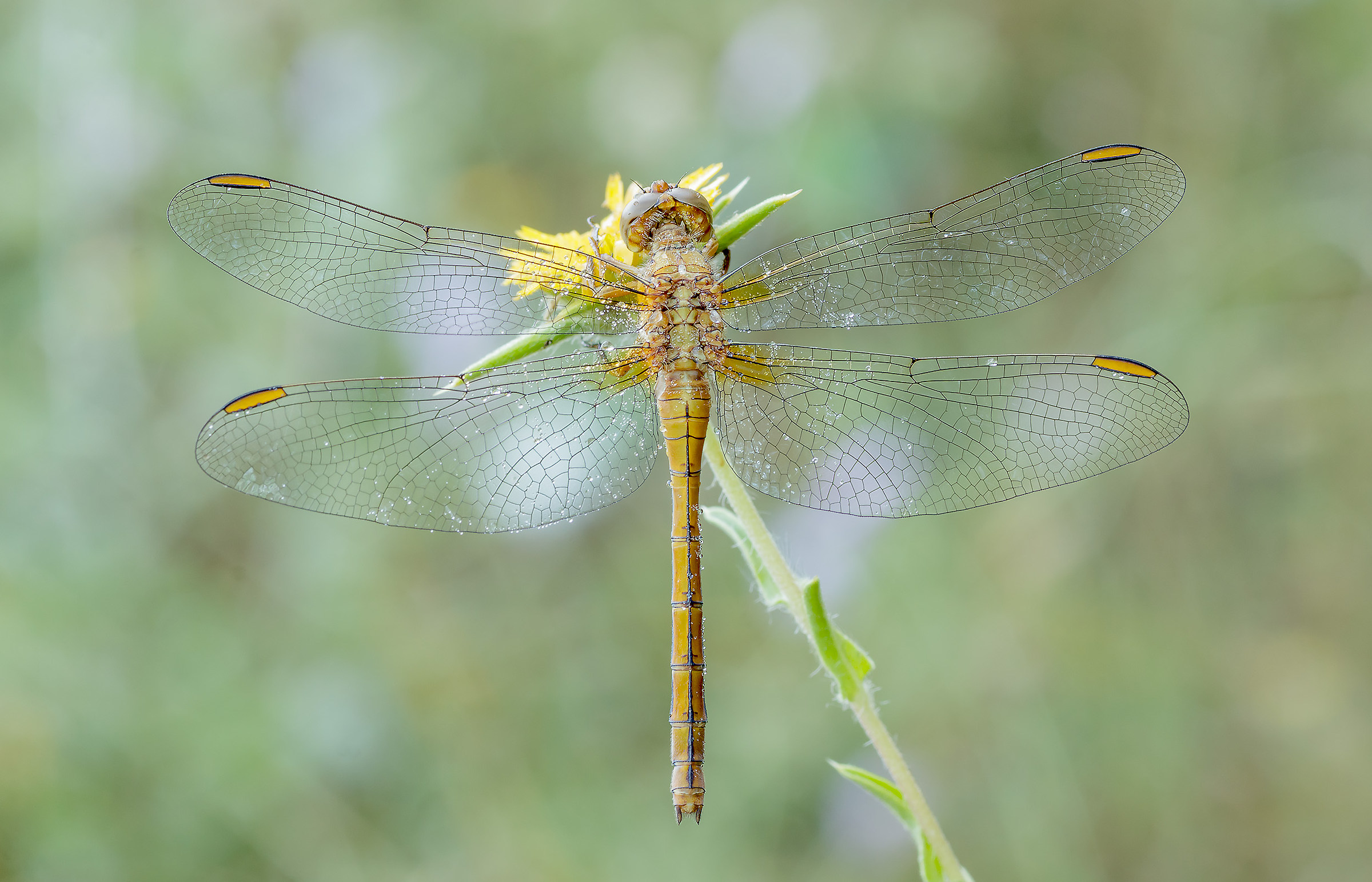 Orthetrum coerulescens femm...