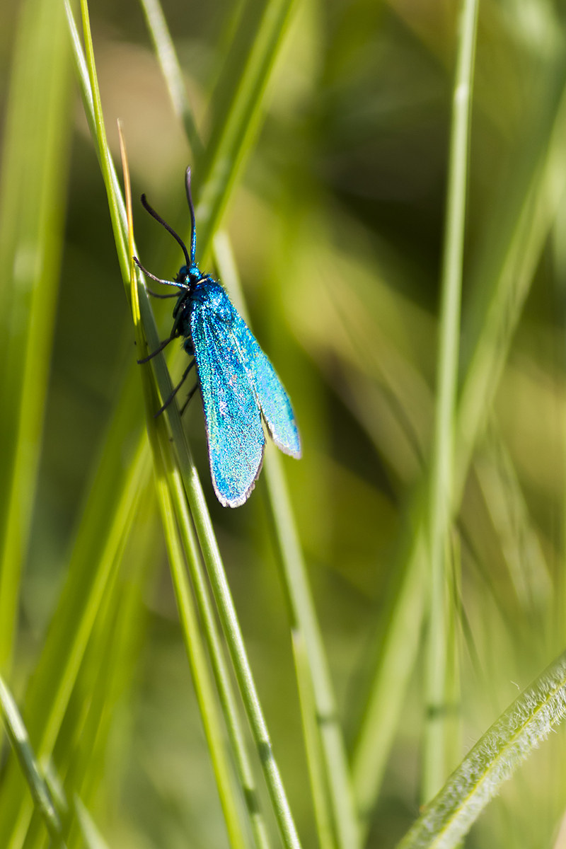 The plain of Voltigno (Villa Celiera - Abruzzo)