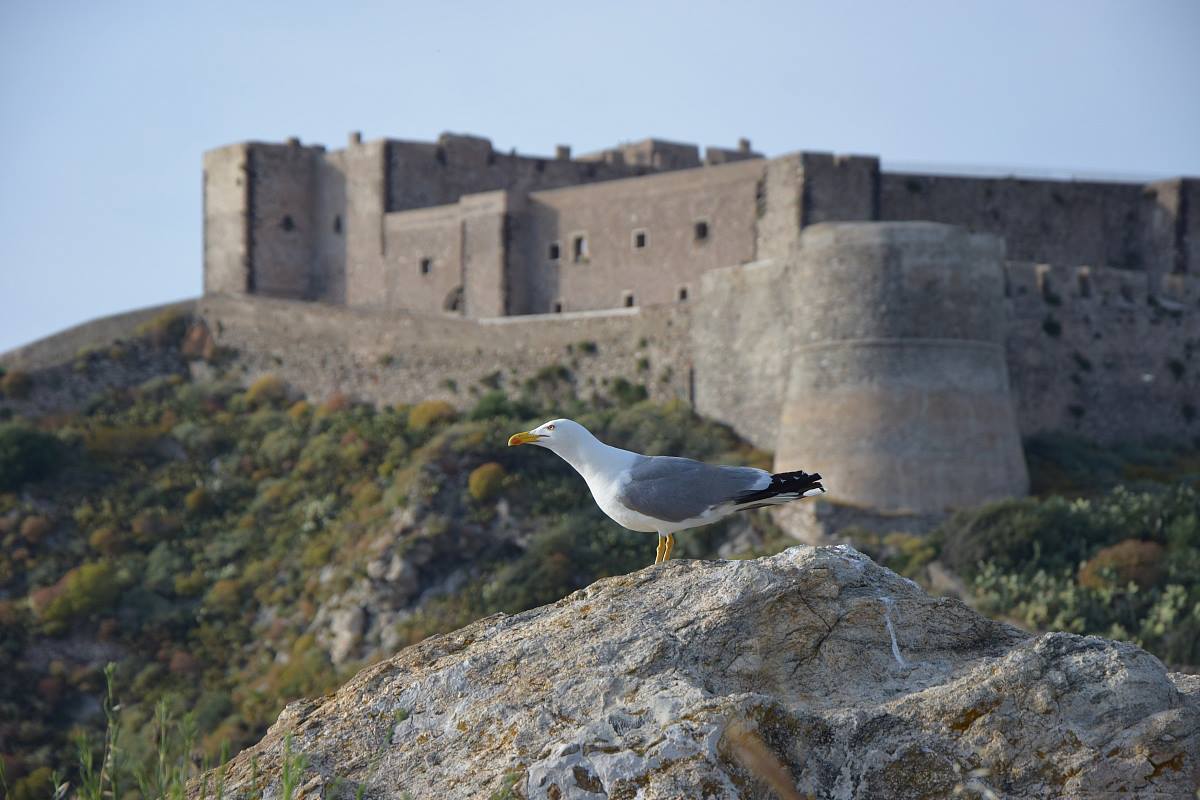 Seagull background Castle
