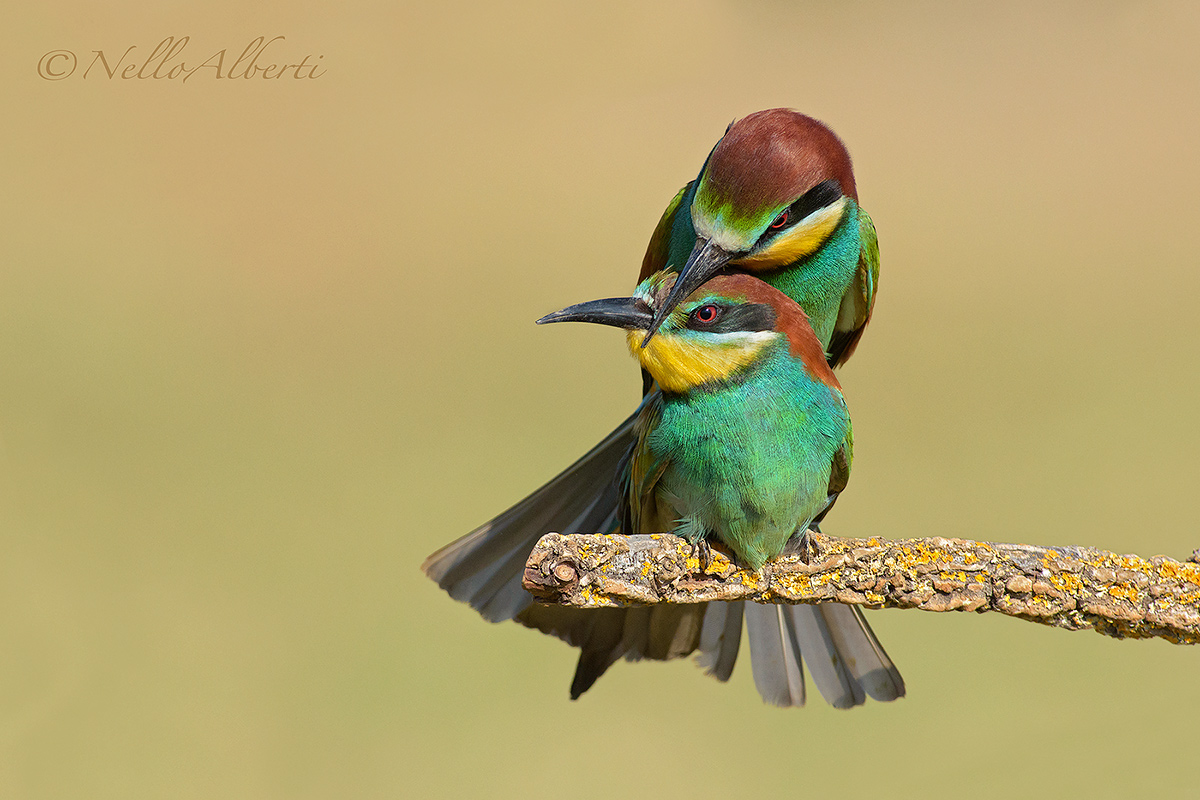 gruccioni accoppiamento