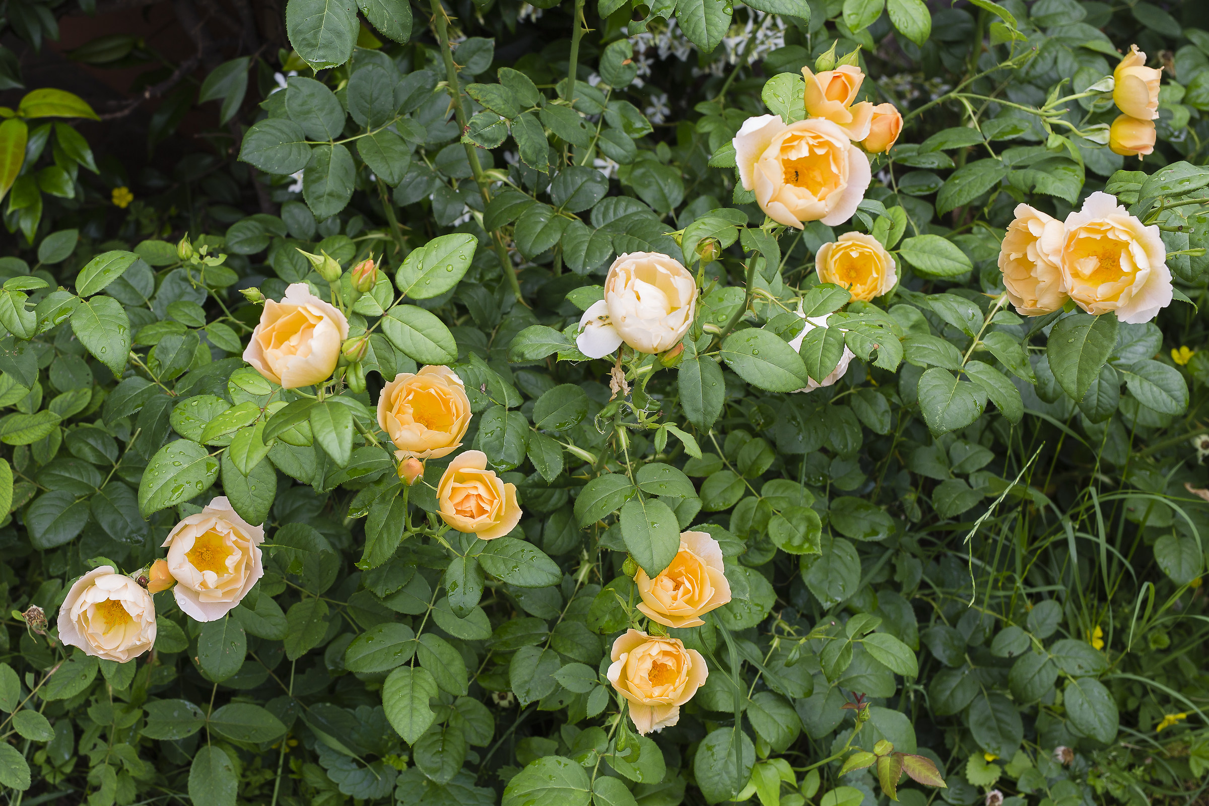 Rose gialle syu sfondo verde