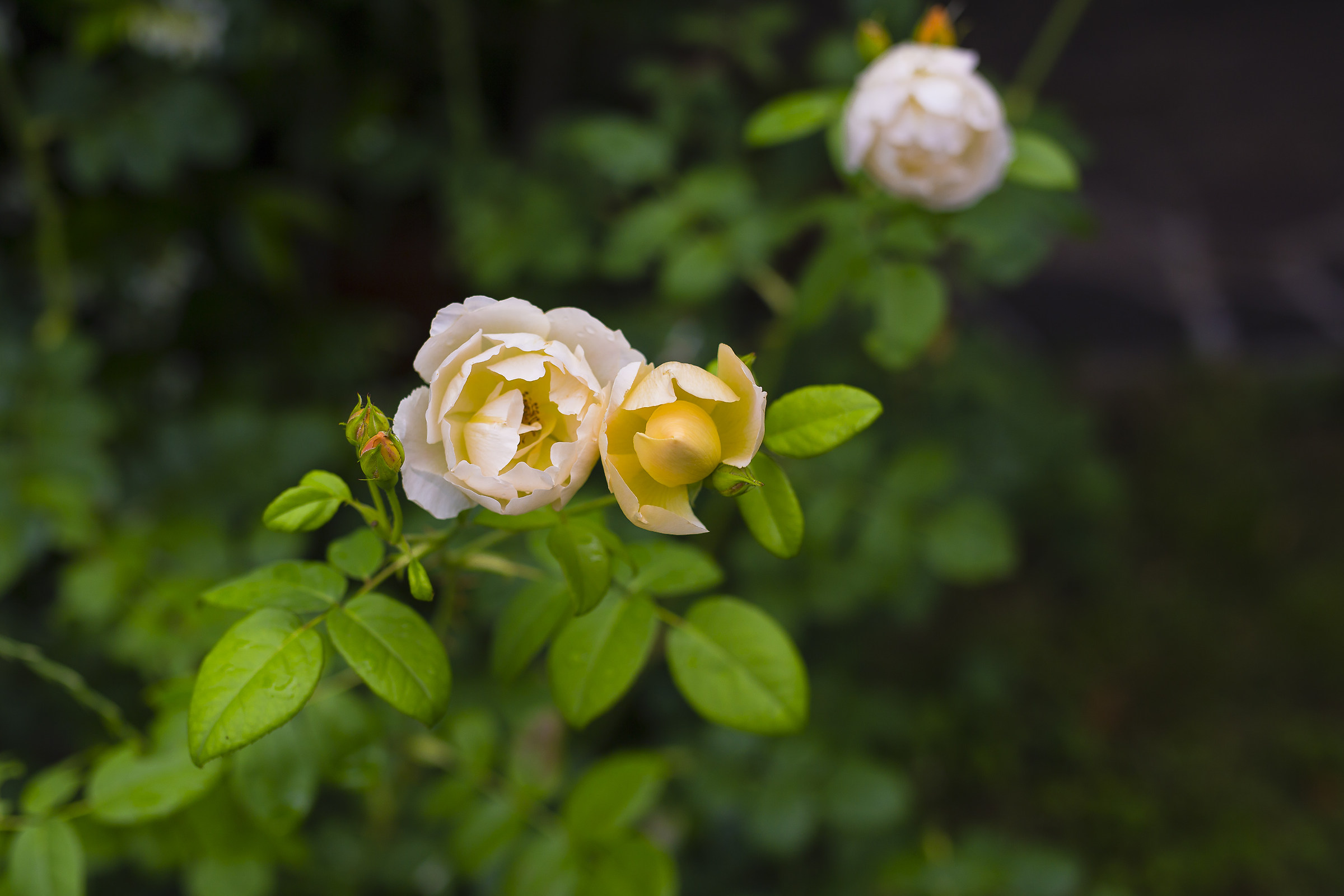 Rose gialle su sfondo nero
