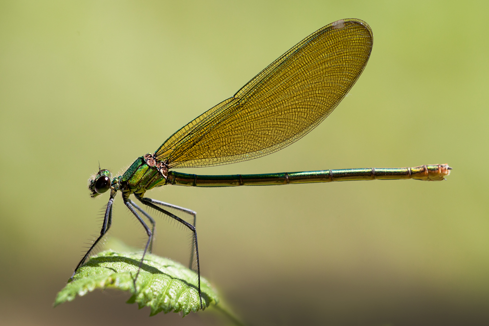 Dragonfly