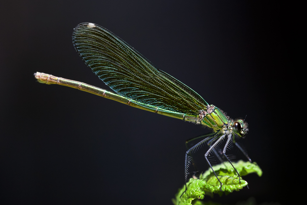 Dragonfly