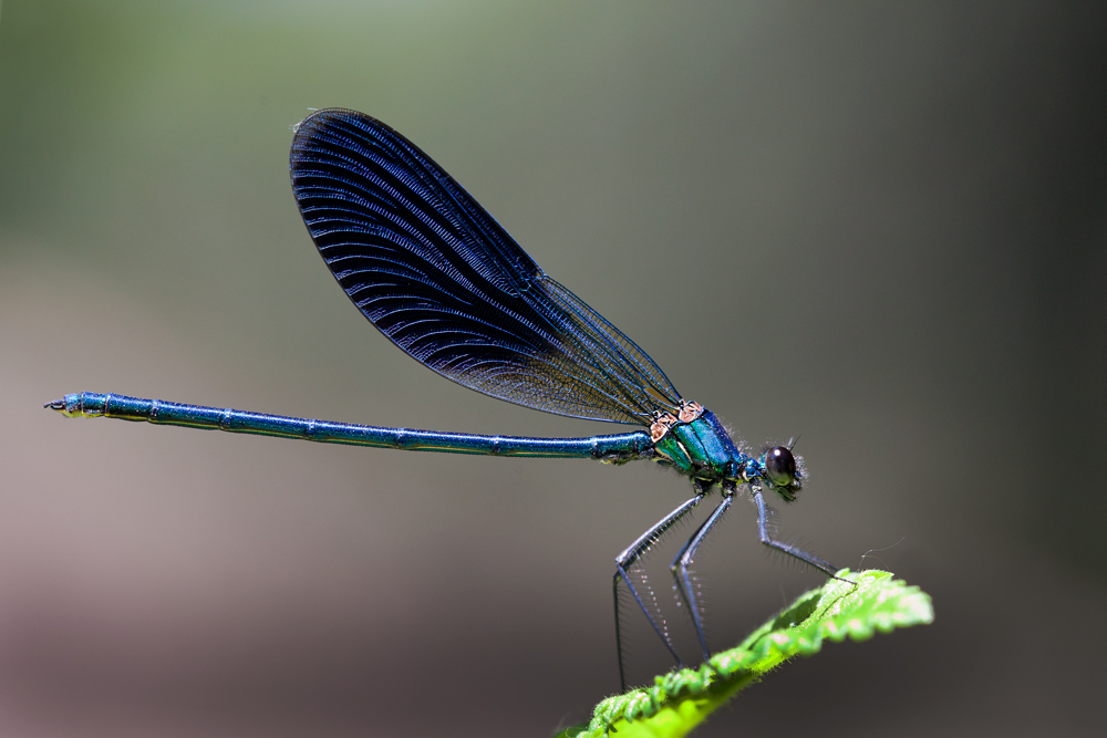 Blue dragonfly