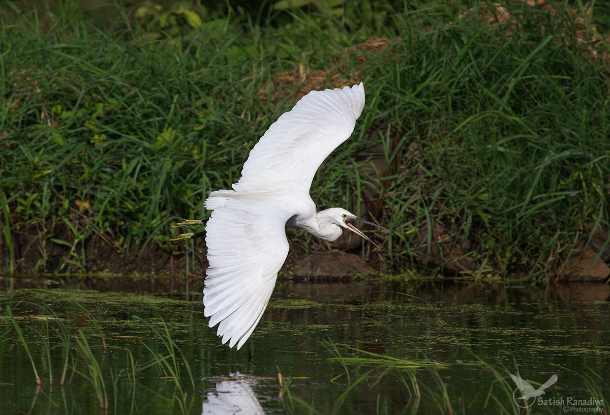 Little Egret.