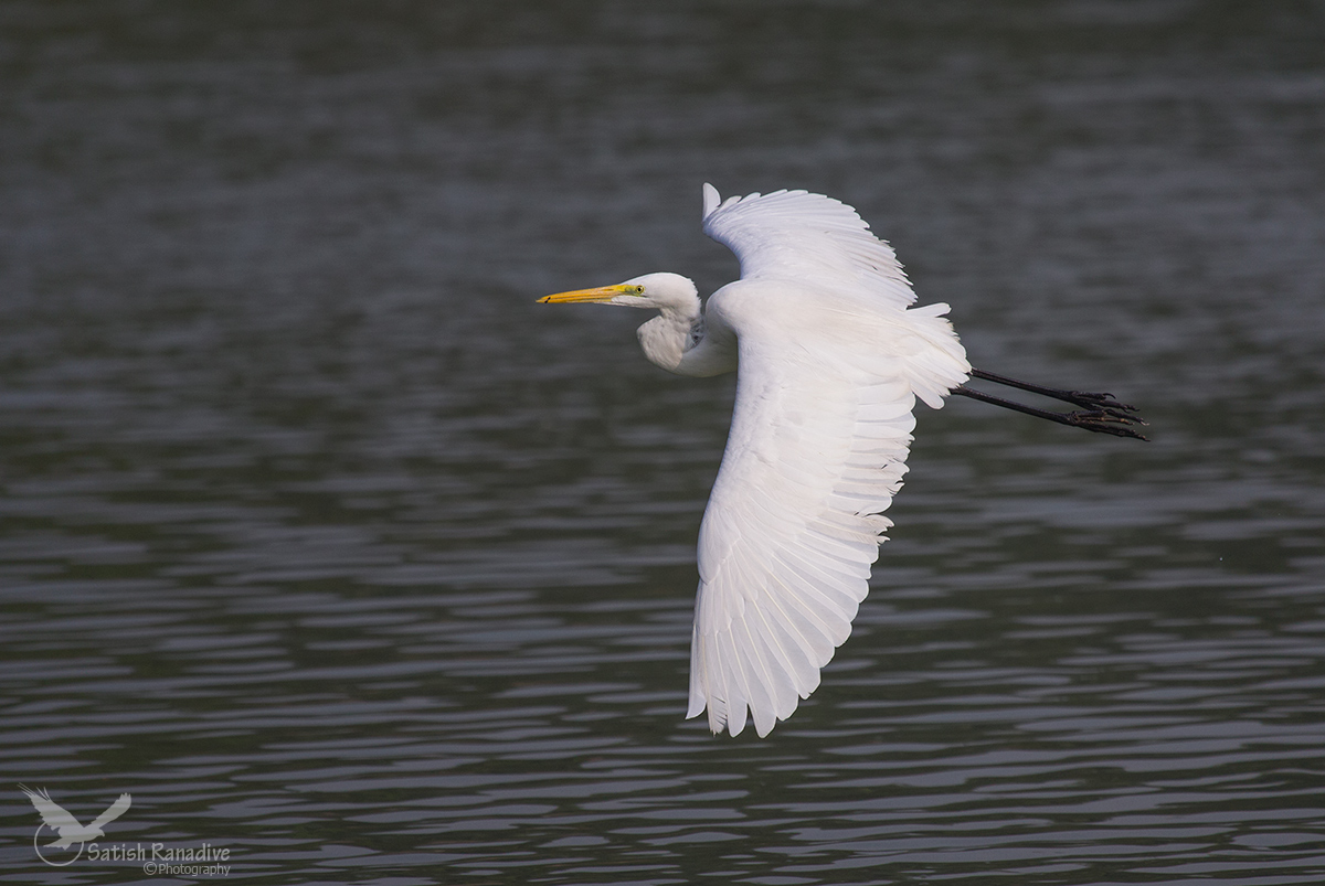 Great Egret in flight.