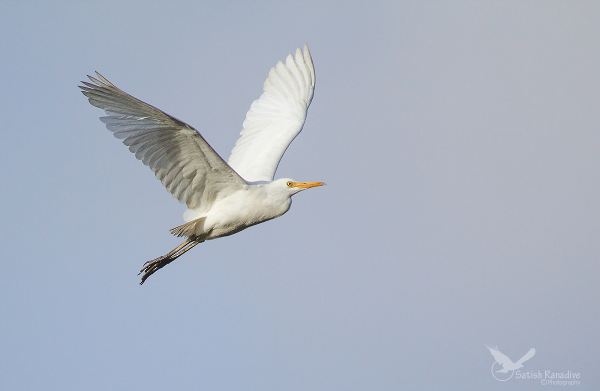 Intermediate Egret in flight.