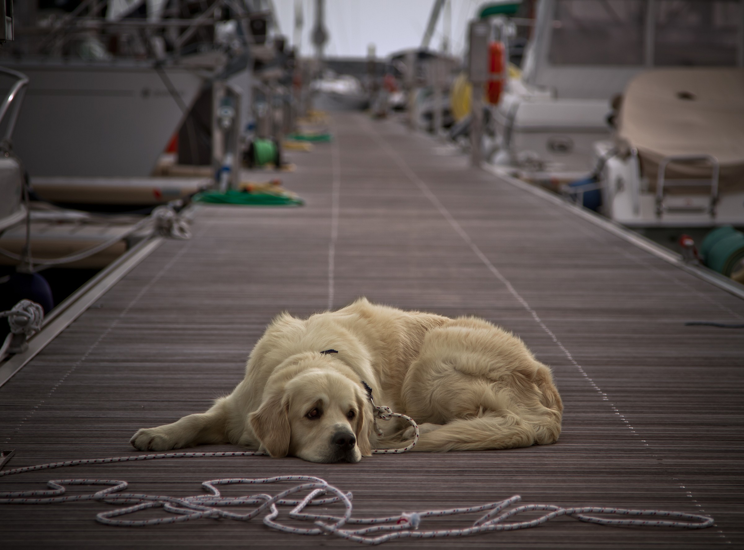 Dock's Dog
